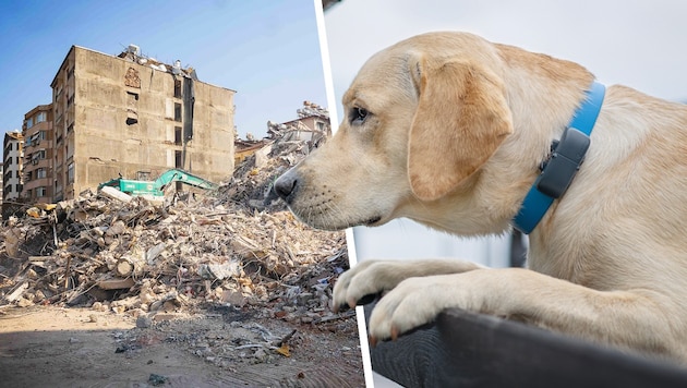 Können Hunde Naturkatastrophen, wie Erdbeben, erkennen, bevor sie passieren? Dieser Frage gehen die Forscher des Max-Planck-Institutes für Verhaltensbiologie mit tractive auf den Grund. (Bild: Daniel Scharinger, tractive/Marina Reiter, Krone KREATIV)