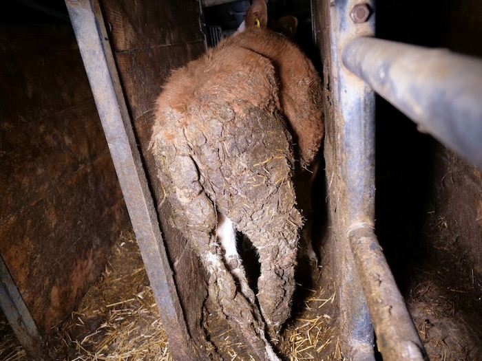 Das verletzte Kalb voller Fäkalien. Beide Hinterbeine sind stark beeinträchtigt.