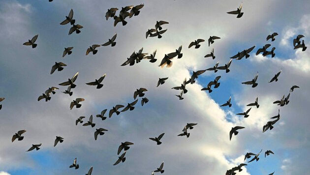 Einer Giftattacke fielen dutzende Tauben in Wals-Himmelreich zum Opfer (Symbolbild). (Bild: EVELYN HRONEK)