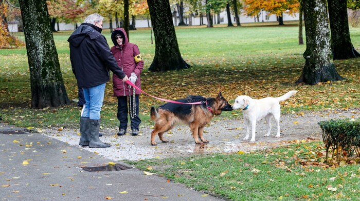 Margaret Heger und „Bella“ mögen die Begegnungen in Klessheim. Der Blindenführhund darf frei ...
