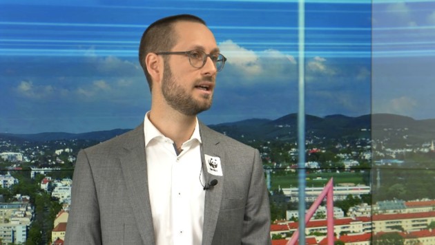 WWF-Experte Dominik Heizmann im krone.tv-Talk (Bild: krone.tv)