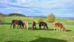 Die sechs geretteten Fohlen auf der Weide in Henndorf (Bild: Gut Aiderbichl/Susanne Arnezeder)