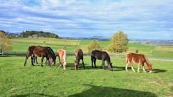 Die sechs geretteten Fohlen auf der Weide in Henndorf (Bild: Gut Aiderbichl/Susanne Arnezeder)