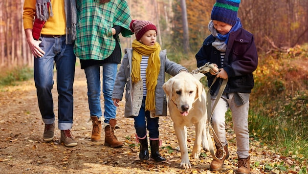 Familienzeit am Feiertag ist bei einer schönen Herbstwanderung garantiert. Am Nationalfeiertag finden im Burgenland auch zahlreiche Fitmärsche statt. (Bild: stock.adobe.com - gpointstudio)