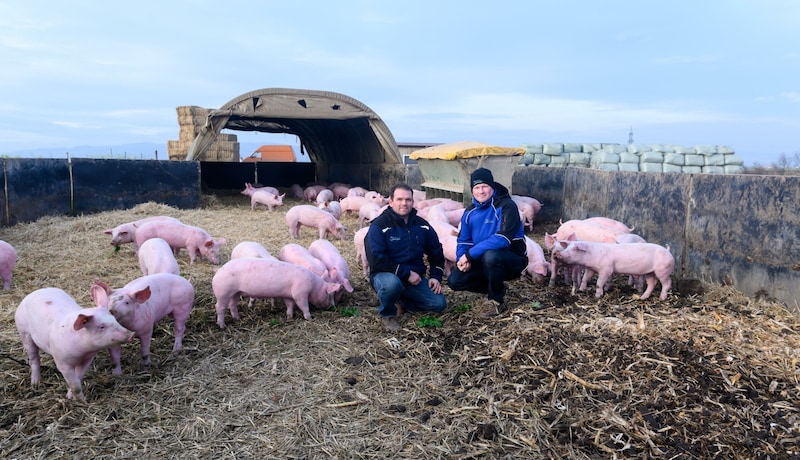 Die Schweine seien dank der Freilandhaltung gesünder und ausgeglichener  (Bild: ATTILA MOLNAR)