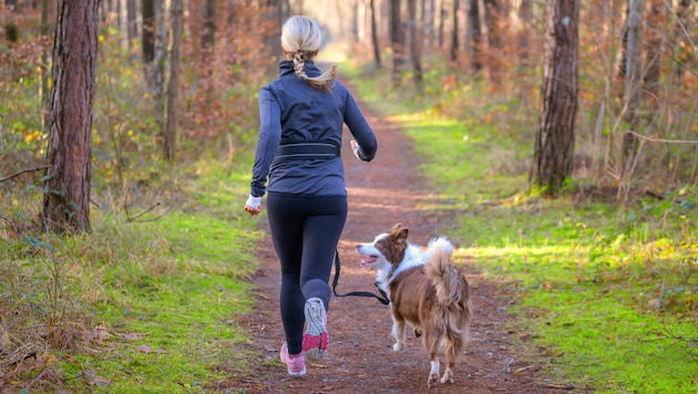 Hunde sollen in Wäldern nicht mehr ohne Leine laufen dürfen – auch außerhalb der Brut- und ...