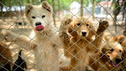 Auf diesem Bild sind gerettete Hunde in einem Tierheim am Stadtrand von Peking zu sehen. Dort wurden Hunderte Tiere aus dem Hundefleischhandel aufgenommen. (Bild: APA/AFP/NOEL CELIS)