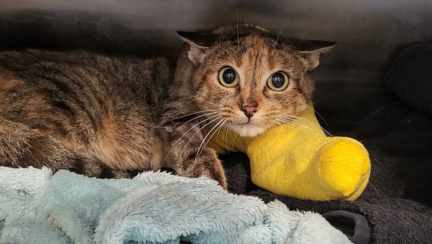 „Mitzi“ wird eine weitere Operation brauchen, damit die Verletzungen durch den Schuss vollständig behoben sind.