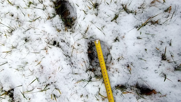 Bis zu elf Zentimeter große Fußspuren hinterließ das Rudel im Schnee. (Bild: zVg)