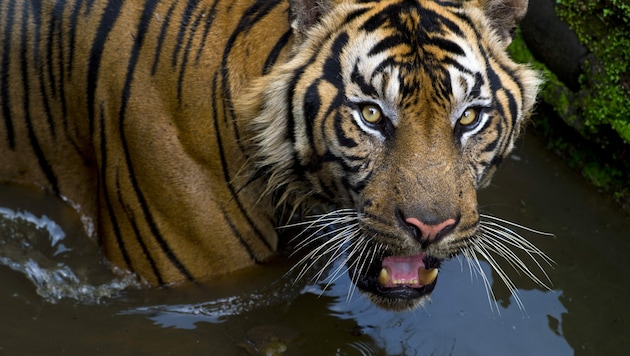 Sumatra-Tiger gelten als vom Aussterben bedroht.  (Bild: AFP)