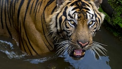 Sumatra-Tiger gelten als vom Aussterben bedroht.  (Bild: AFP)