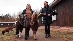 Auch die berühmten Kneissl-Ponys hatten ihren Auftritt im russischen Staats-TV. (Bild: Screenshot RT DE)