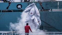 Die Meere sind durch das ausbeuterische Verhalten der Industrie bereits bedrohlich überfischt. (Bild: © Tommy Trenchard / Greenpeace)