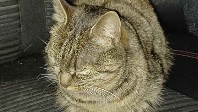 Diese Katze wurde erst eingefangen, dann wieder ausgesetzt und schließlich noch einmal eingefangen. (Bild: Screenshot Facebook.com/Michaela W.)