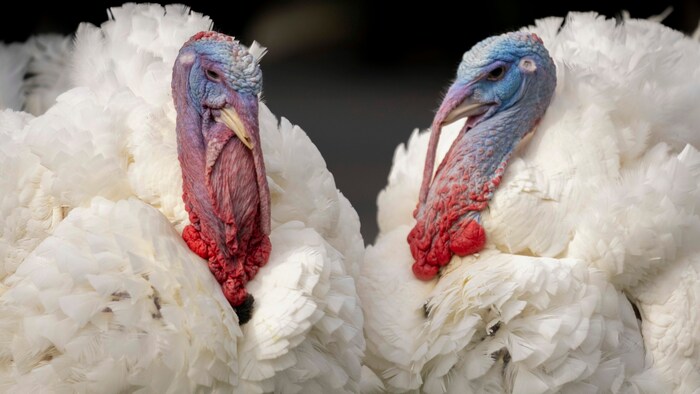 Die nationalen Thanksgiving-Truthähne „Liberty“ und „Bell“ kommen zur Begnadigungszeremonie auf ...