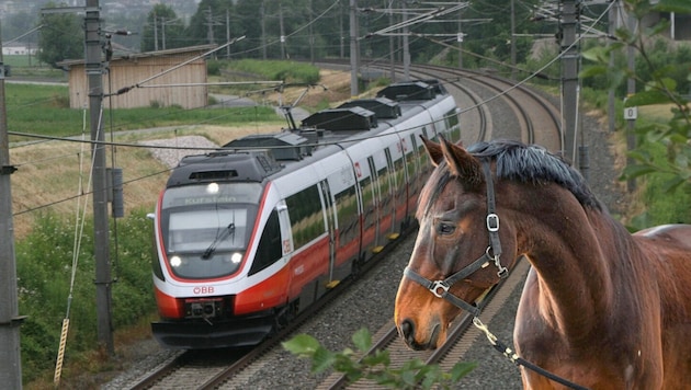 Wegen einiger Pferde hieß es im Frühverkehr zwischen Fritzens-Wattens und Schwaz „bitte warten!“ (Bild: ÖBB-Kapferer, Österreichischer Tierschutzverein)