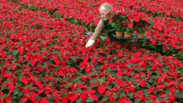 200.000 Weihnachtsstern werden jedes Jahr in der Steiermark produziert. (Bild: HERIBERT PROEPPER)