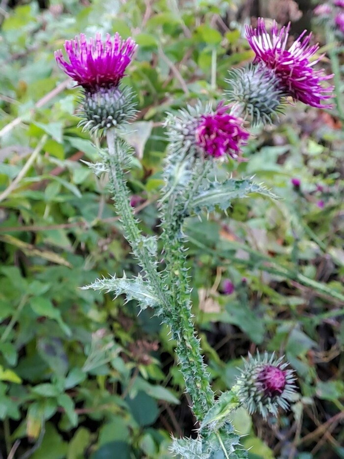 Die krause Ringdistel.
