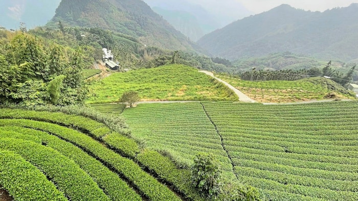 Kontrastreich: Immergrüne Teeplantagen in Alishan und ...