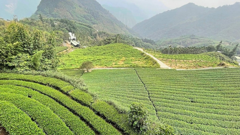Kontrastreich: Immergrüne Teeplantagen in Alishan und ... (Bild: TR / Paul Tikal)