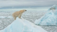 Durch schwindendes Packeis verursacht durch die Klimaerwärmung, müssen Bären immer häufiger in Menschensiedlungen nach Nahrung suchen. Der WWF verzeichnet nun erste Erfolge, diesen Konflikt zu lösen. (Bild: Richard Barrett)