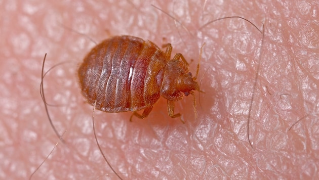 Eine Bettwanze auf der menschlichen Haut. (Bild: Heiko Bellmann)