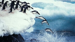 Mit den Pinguin-Populationen geht es rapide abwärts. (Bild: Gerard LACZ)