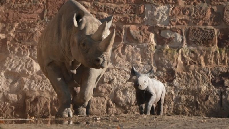 Tierpfleger haben im Zoo im englischen Chester die seltene Geburt eines ostafrikanischen Spitzmaulnashorns gefilmt. Für die gefährdete Art ist der Nachwuchs eine gute Nachricht. (Bild: KameraOne)