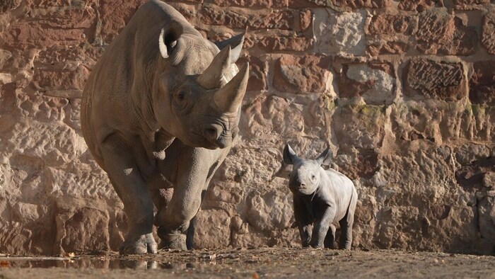 Tierpfleger haben im Zoo im englischen Chester die seltene Geburt eines ostafrikanischen ...