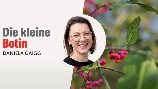 (Bild: Krone kreativ/Daniela Gaigg/canva)