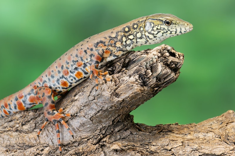 Krokodilschwanztejus werden extrem selten gehalten und sind deshalb sehr teuer. Das macht sie für Schmuggler attraktiv. (Bild: APA/DANIEL ZUPANC)