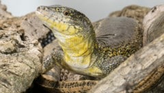 Dem Tiergarten Schönbrunn ist eine Nachzucht beim Krokodilschwanzteju gelungen. (Bild: APA/DANIEL ZUPANC)