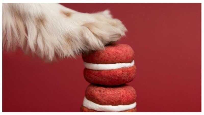 Makronen essen auch Hunde gerne. (Bild: Alessandra Vicario)