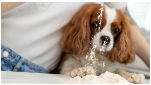 Weil (Hunde-)Liebe auch durch den Magen geht.  (Bild: Alessandra Vicario)