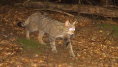 Im Kärntner Gailtal sind zwei Wildkatzen in eine Fotofalle getappt.
