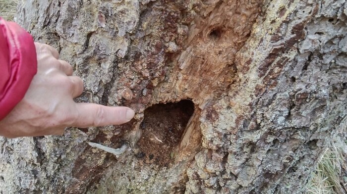 Ein fleißiger Specht hat in dem Baum seine Spuren hinterlassen.