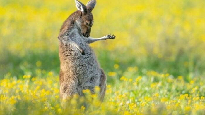 Das Foto „Air Guitar Roo“ gewann den ersten Platz.