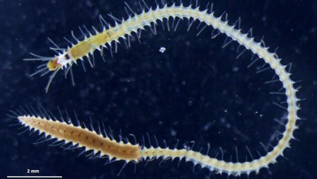 Ein Meereswurm Megasyllis nipponica mit einem sich entwickelnden weiblichen Ausläufer (links oben). (Bild: Nakamura et al.)