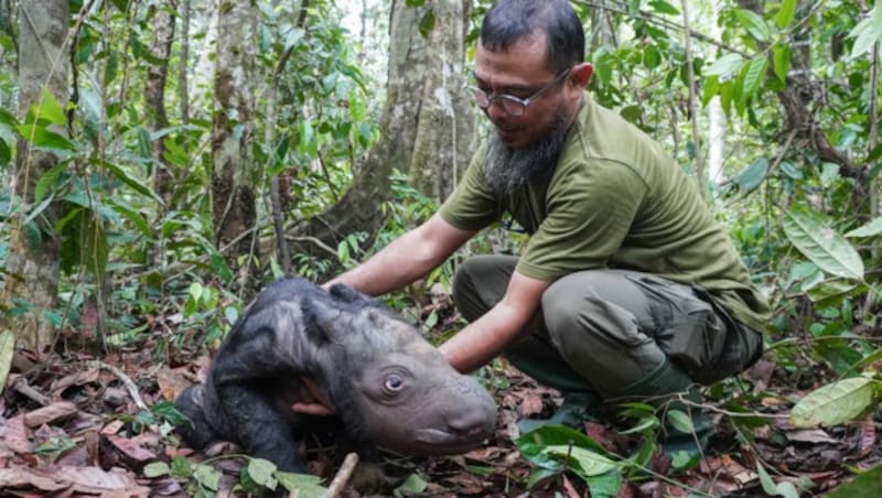 Außergewöhnlich: Das Sumatra-Nashorn hat anders wie andere Arten einen behaarten Körper. (Bild: AFP)