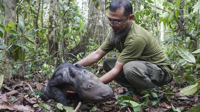 Außergewöhnlich: Das Sumatra-Nashorn hat anders wie andere Arten einen behaarten Körper.