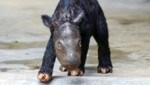 Das Mini-Nashorn hat noch keinen Namen bekommen. (Bild: AFP )