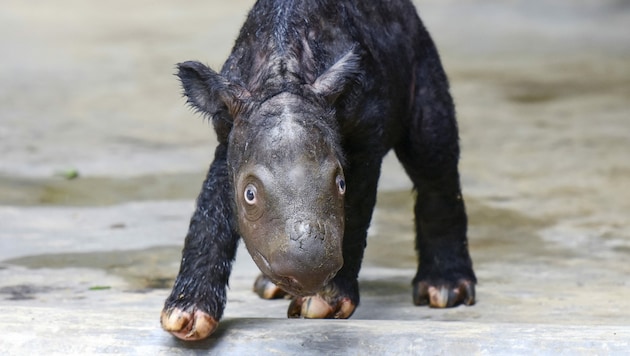 Das Mini-Nashorn hat noch keinen Namen bekommen. (Bild: AFP )