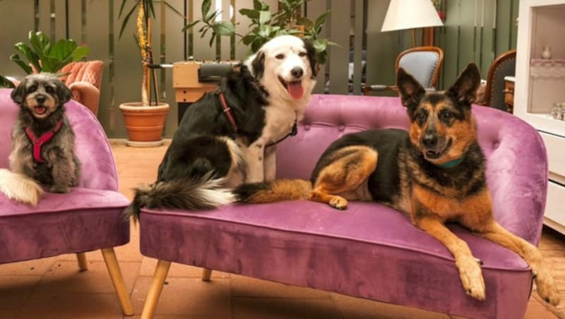 Die Therapiebegleithunde Ziri, Benji und Jessy (Bild: footprints-fotografie)