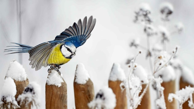 Eine Blaumeise beim winterlichen Ausflug. (Bild: Ingo Bartussek)