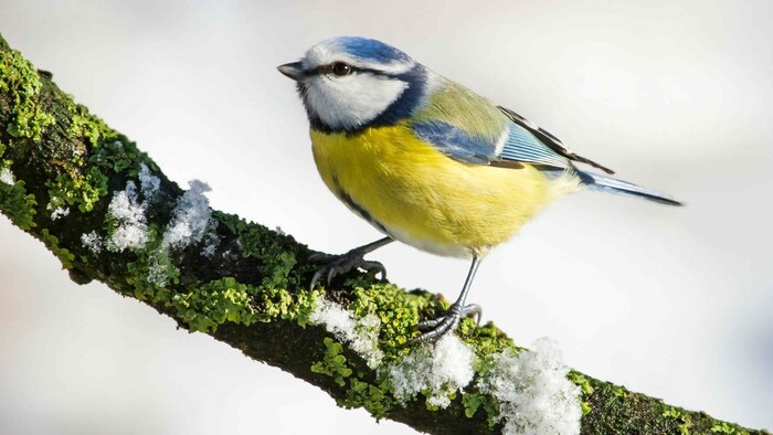 Blaumeise