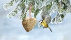 Machen Sie mit und unterstützen damit das österreichweite Vogelschutzprojekt. (Bild: bgfoto)