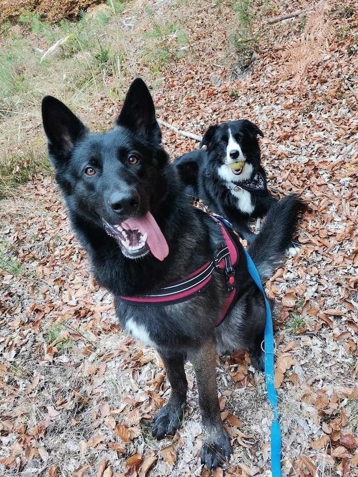 Der wunderschöne Wolfshund mit Hundekumpel.