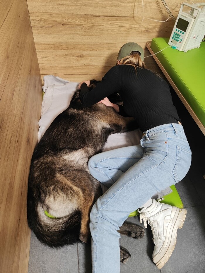 Laura war mit dem Wolfshund vor ein paar Tagen in Wien. Er wurde narkotisiert und geröntgt.