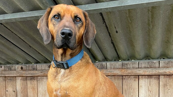 Jagdhund Emil