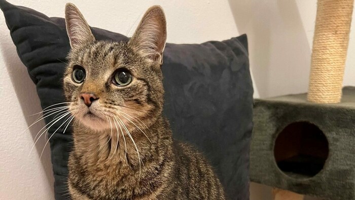 Kater Tiegerle